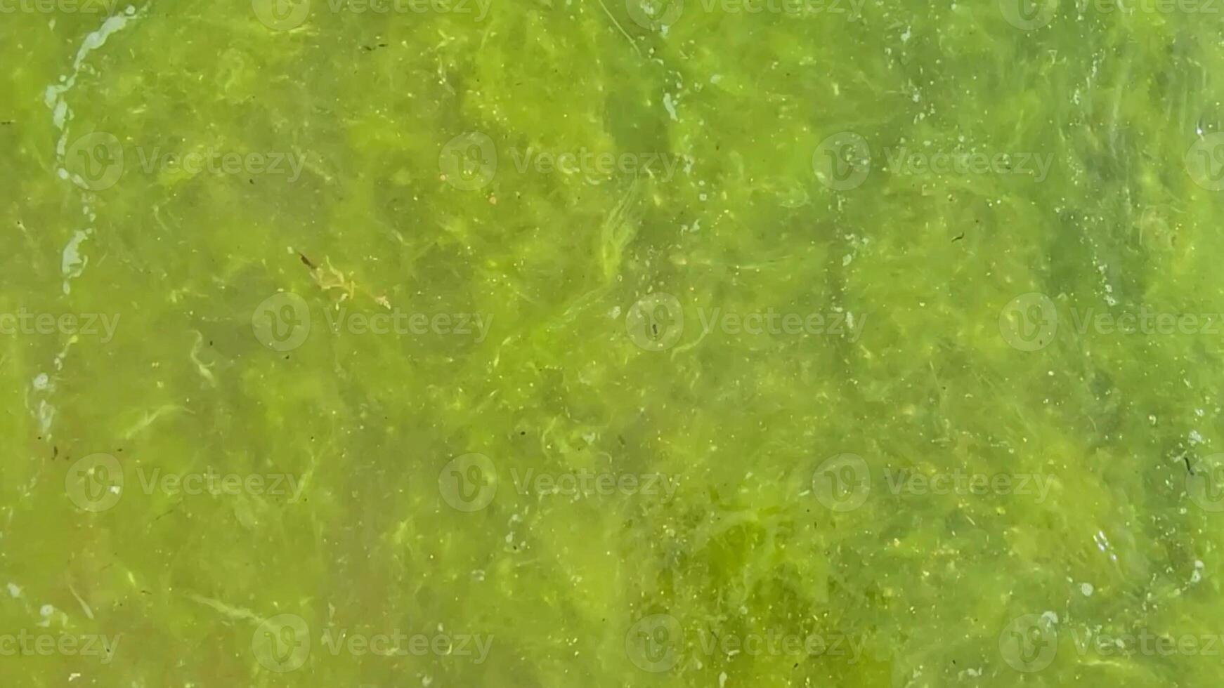 horizontal of water blooming in the sea. dirty sea Anapa, Black Sea green algae bloom. Ecology of marine life. Strong waves with algae. photografy photo