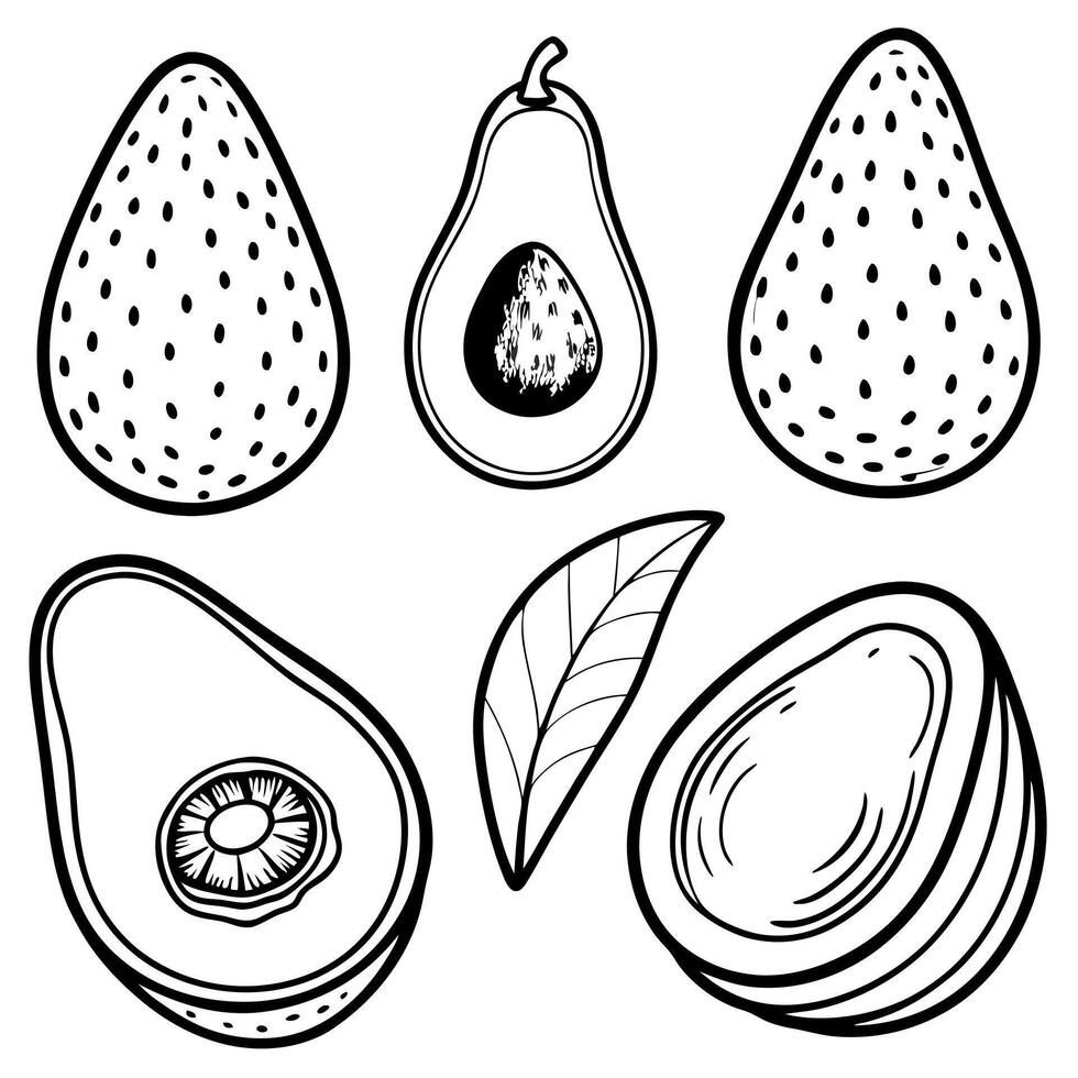 Discover the variety of avocado types and educate yourself on the different kinds of avocados with a vector