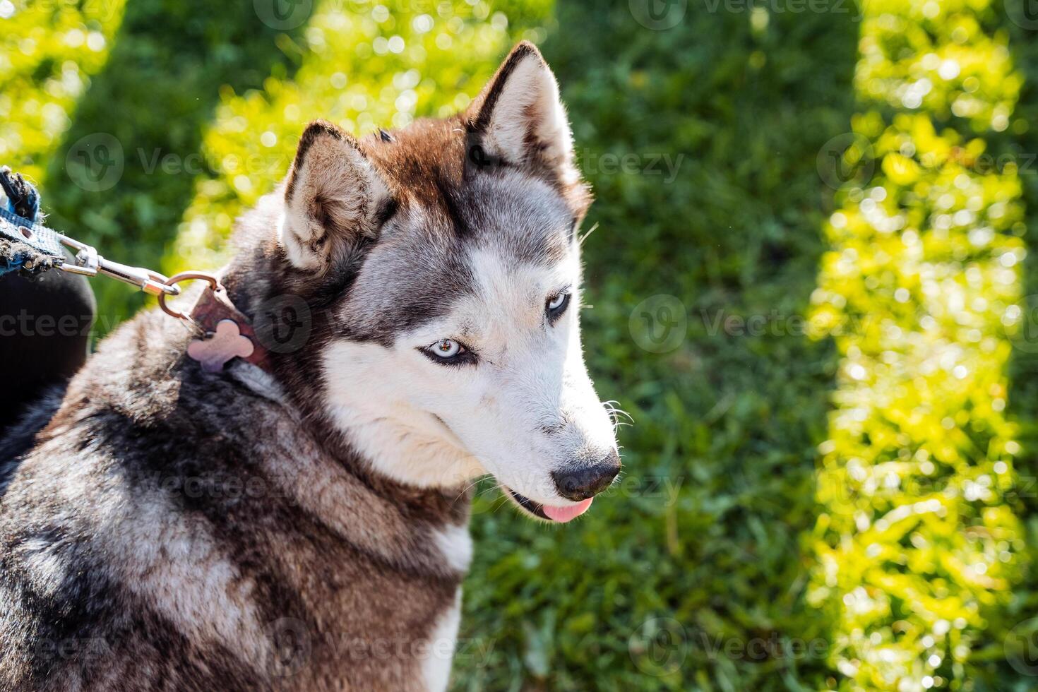 A husky dog on the background of grass, an adult puppy walks in the forest, walking a dog on the grass, the naked eyes of a purebred dog, a sled dog. photo