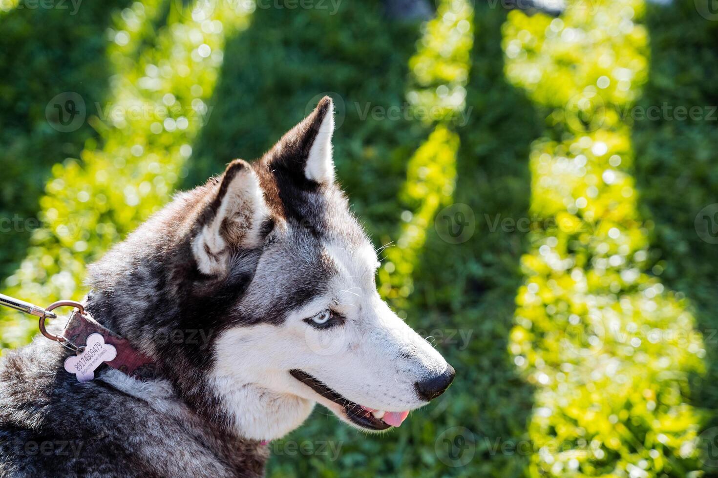 Cute muzzle of a purebred husky dog, blue eyes, muzzle of a young dog, dog review, sharp ears, gray coat color, sled dog. photo