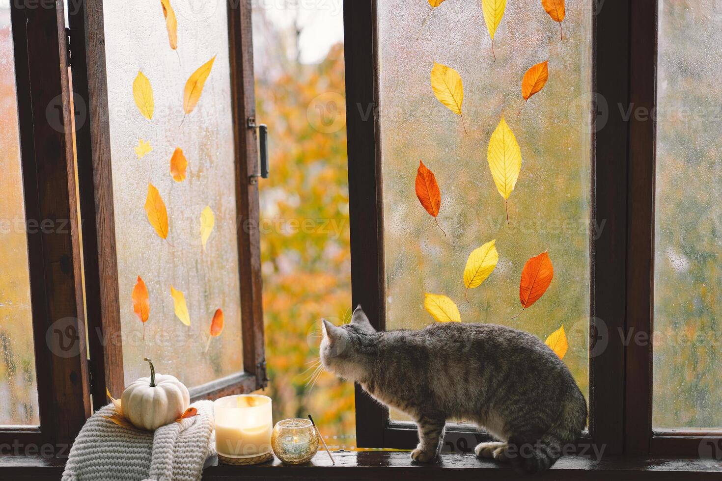 Cute cat with cozy autumn still life with pumpkins, knitted woolen sweater on a vintage windowsill photo