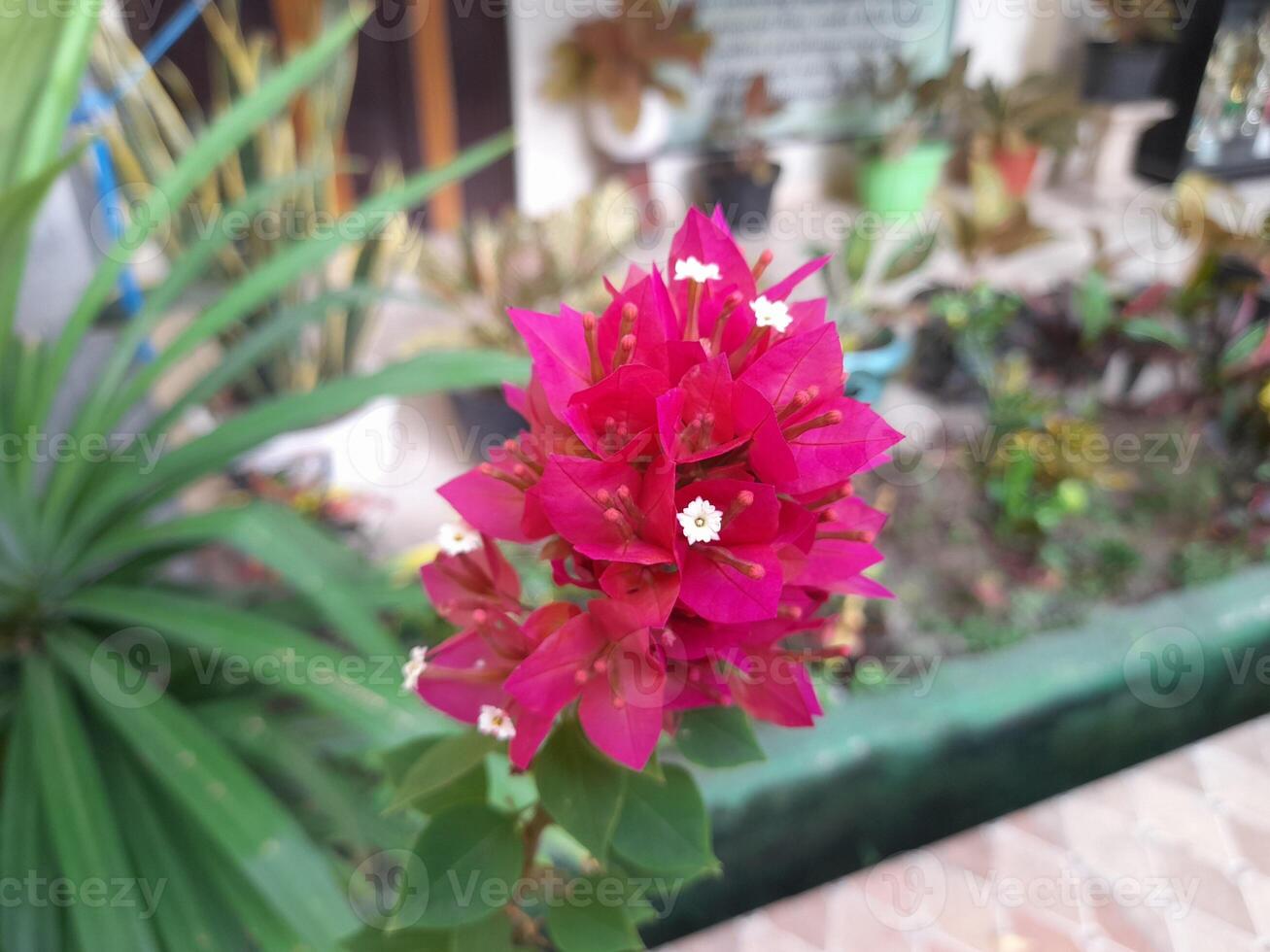 A bunch of Red Bougainvillea in the garden photo