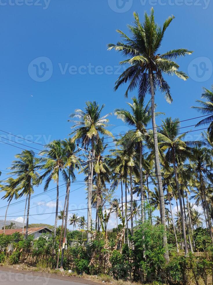 Coconut trees bearing fruit with a bright blue sky background photo