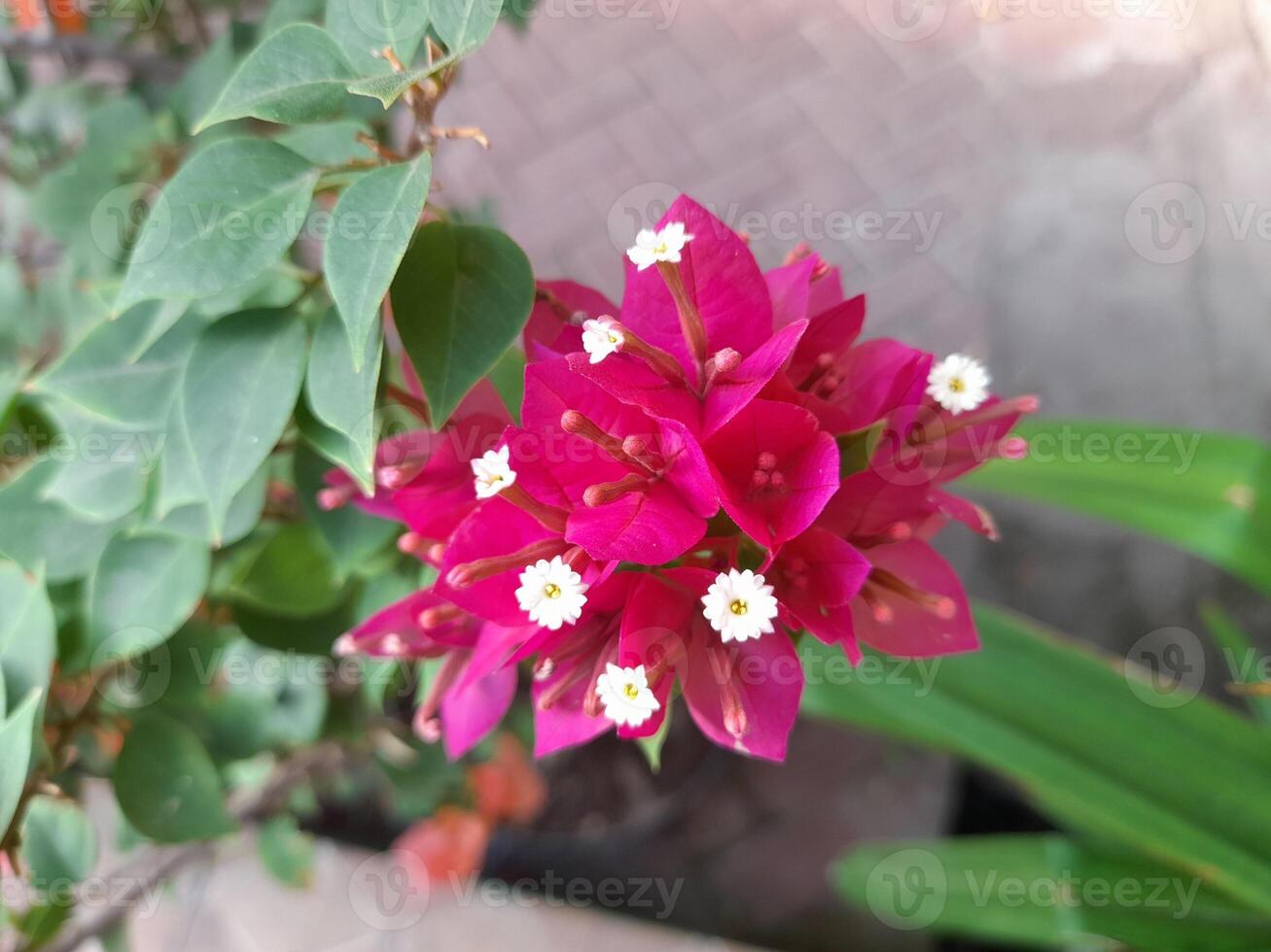 A bunch of Red Bougainvillea in the garden photo