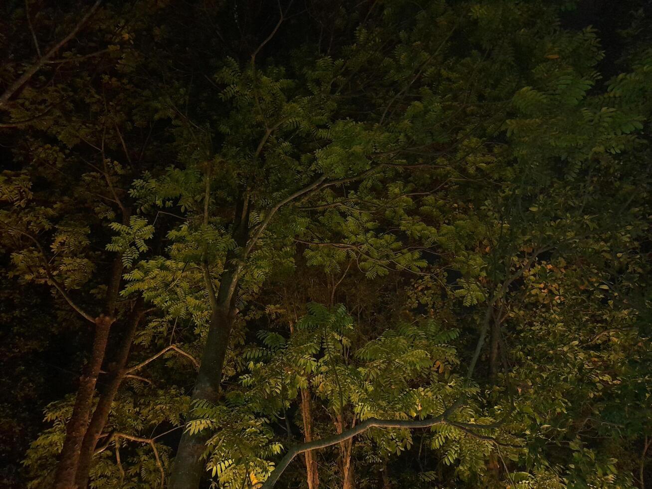 A green tree illuminated at night photo