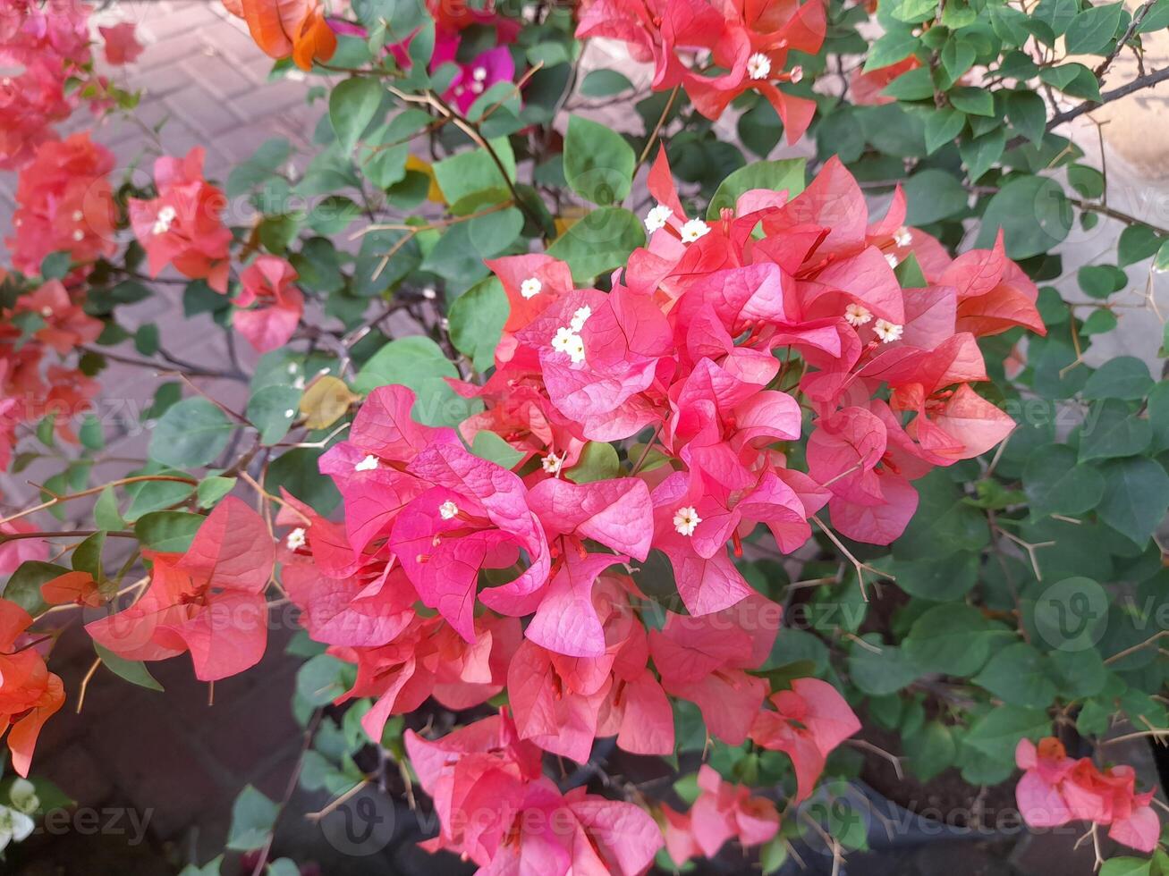 A bunch of Red Bougainvillea in the garden photo