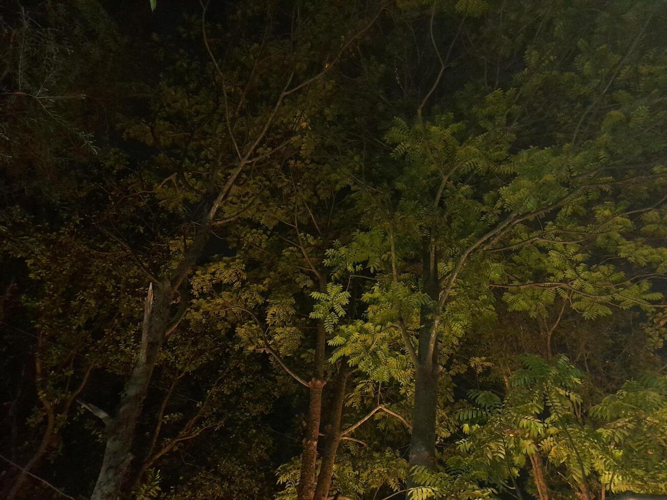A green tree illuminated at night photo