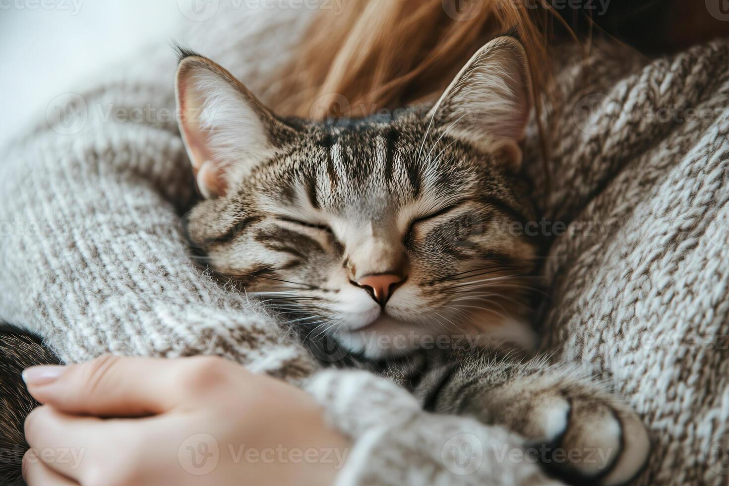 A cat is sleeping in a person's arms photo
