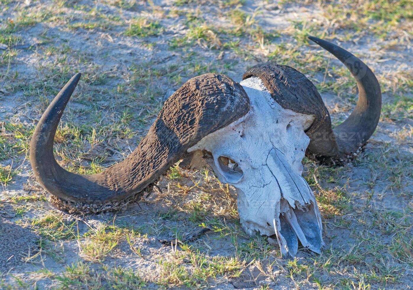 Cape Buffalo Skull in the Veldt photo