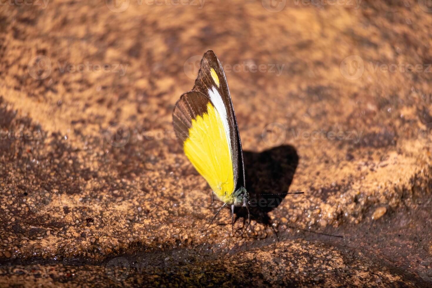 A beautiful butterfly with colorful wings rests quietly in a garden surrounded by vibrant tropical environment. The scene captures the tranquility of nature. photo