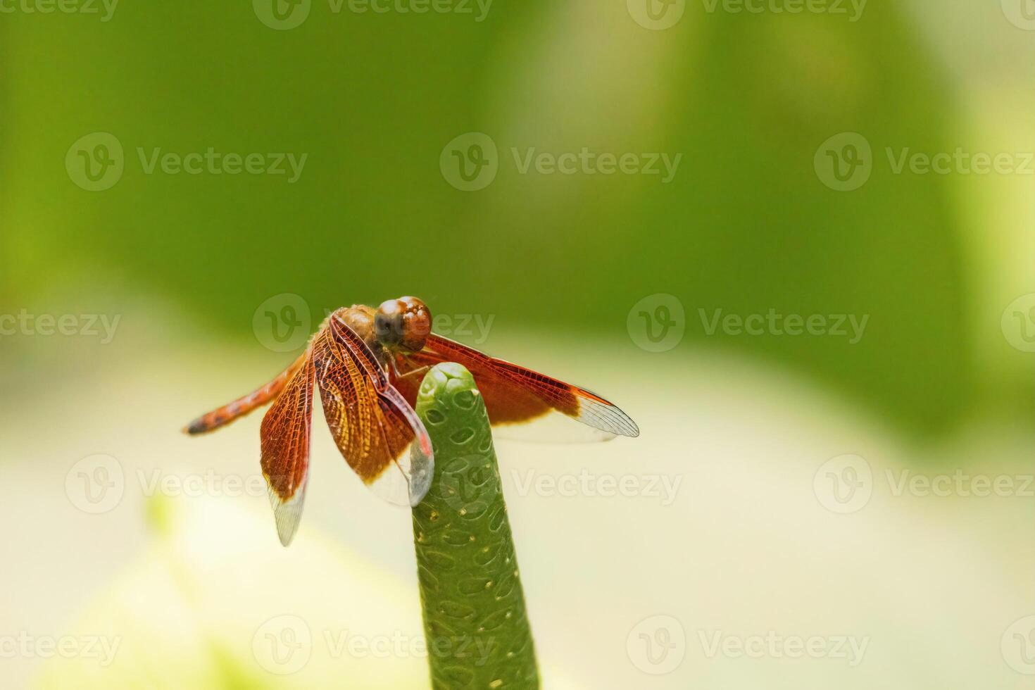This close perspective captures a vibrant dragonfly perched on a bright green leaf in Taman Rama-rama Kuala Lumpur, showcasing its intricate wings against a softly blurred background. photo
