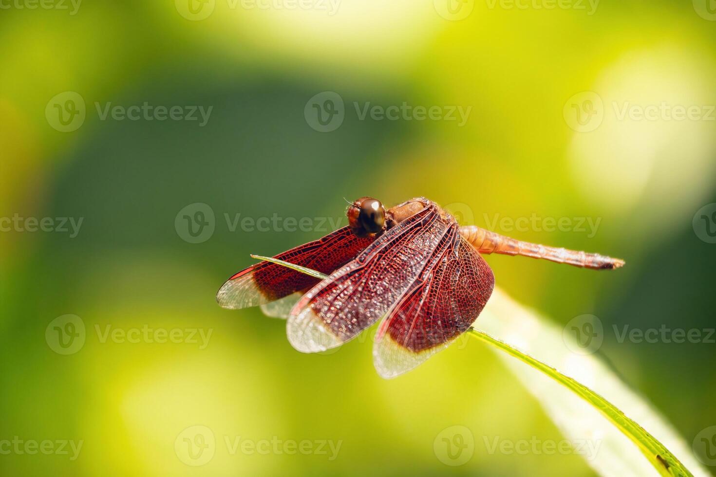 This close perspective captures a vibrant dragonfly perched on a bright green leaf in Taman Rama-rama Kuala Lumpur, showcasing its intricate wings against a softly blurred background. photo
