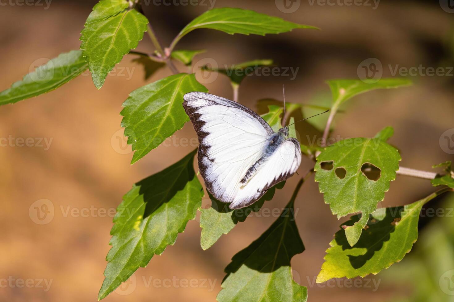 In a calm and peaceful garden, a beautiful butterfly with colorful wings rests gently, capturing the serene essence of nature amidst a vibrant tropical environment. photo