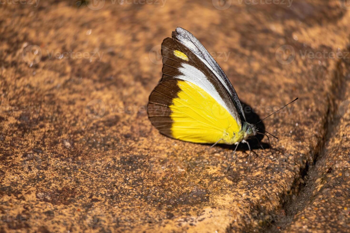 In a calm and peaceful garden, a beautiful butterfly with colorful wings rests gently, capturing the serene essence of nature amidst a vibrant tropical environment. photo