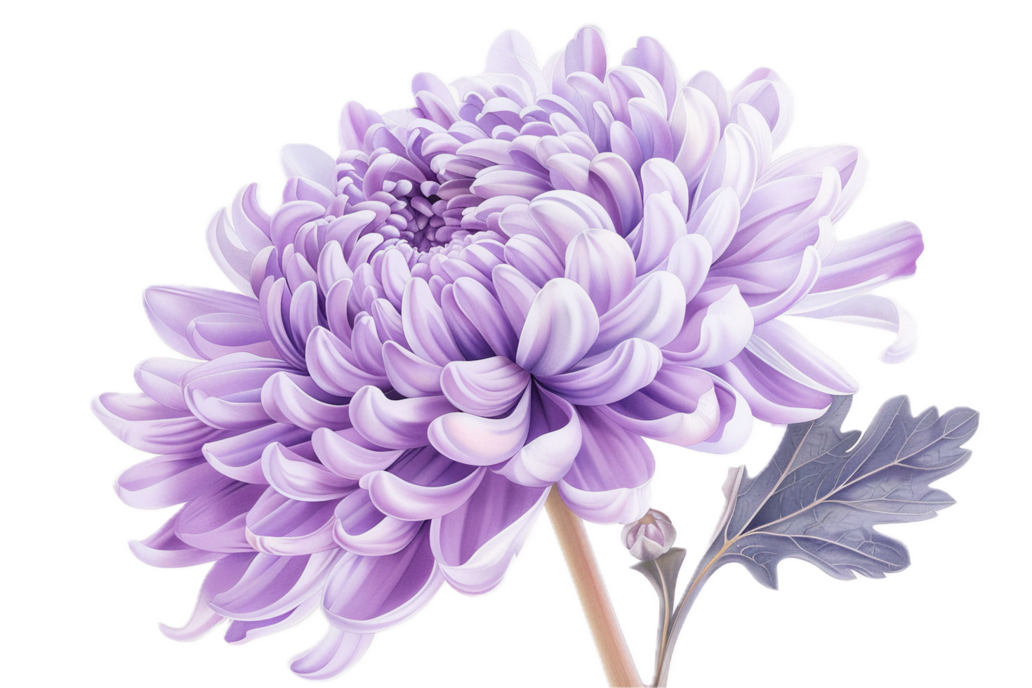 Elegant purple chrysanthemum flower art with green leaves. png
