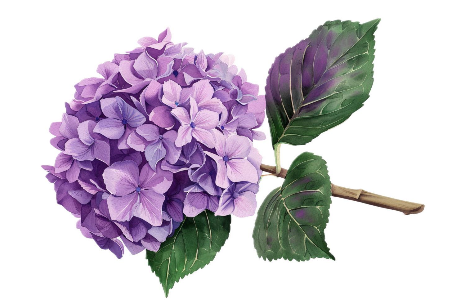 Lush Purple Ranunculus Flower Illustration. png