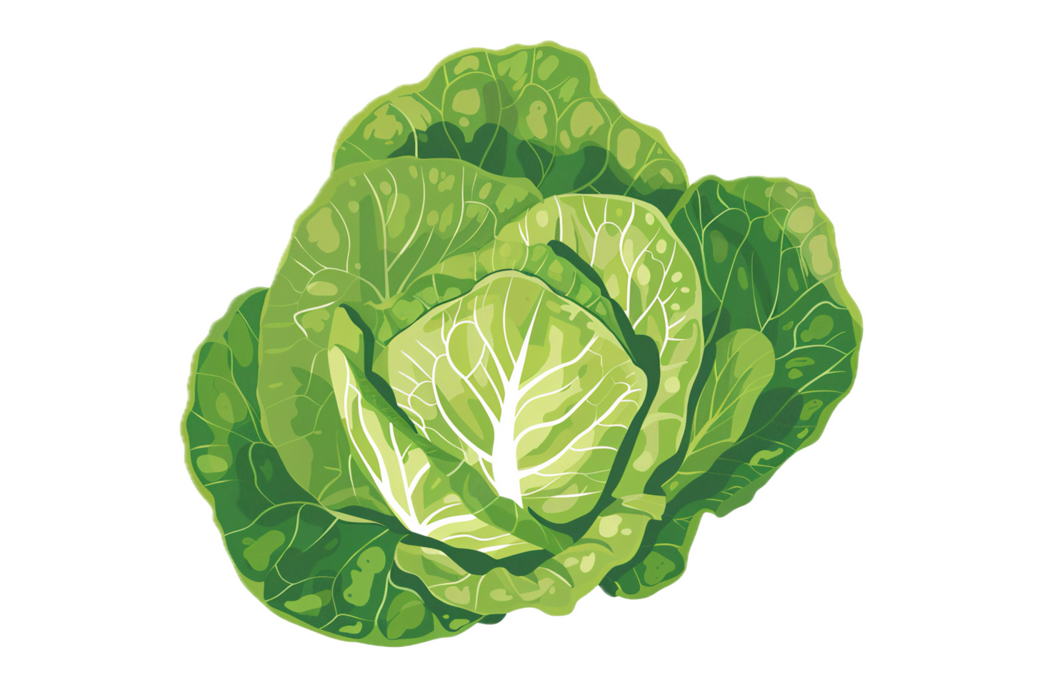 Watercolor art of fresh green lettuce head. png
