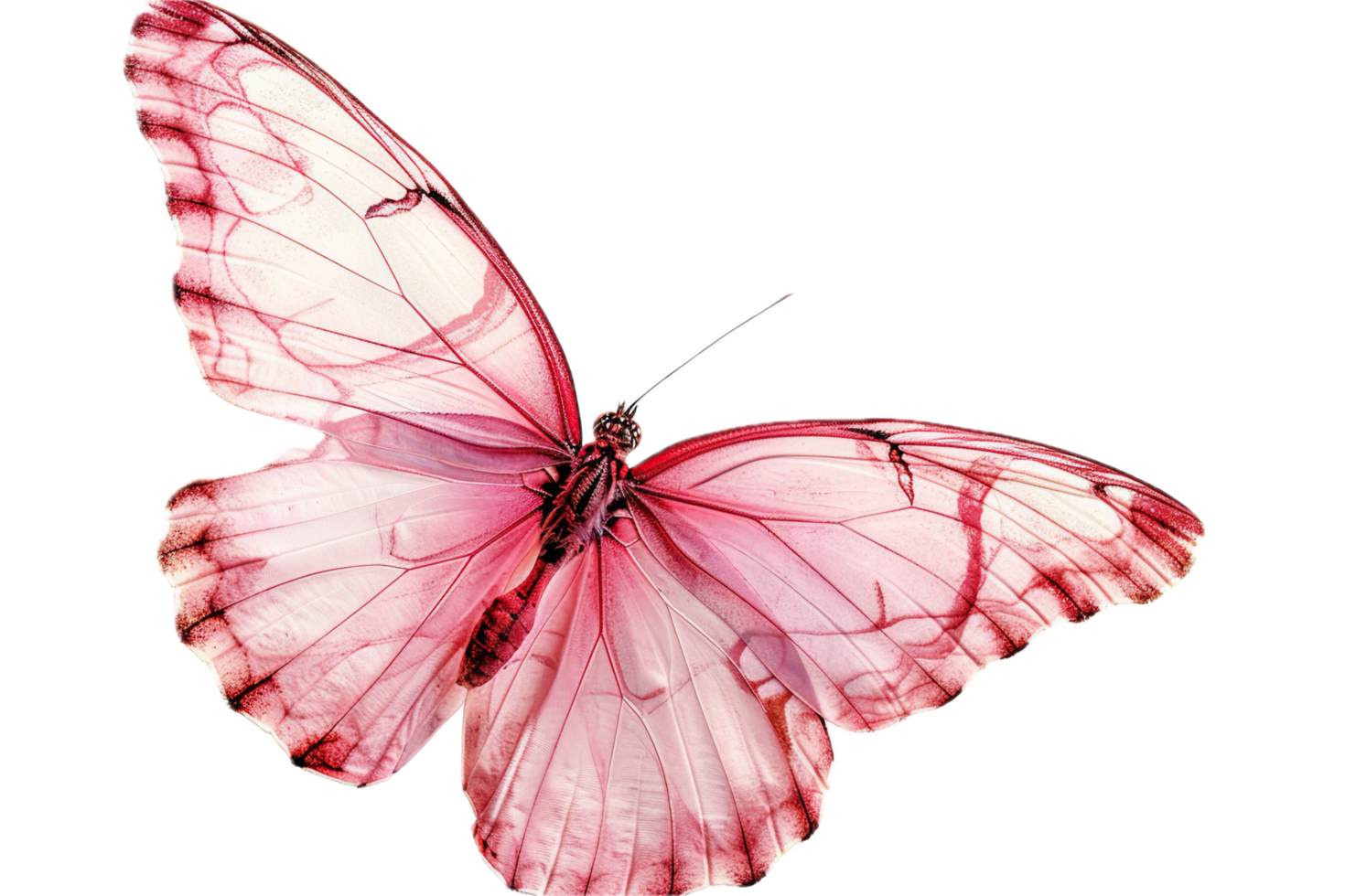 Delicate pink butterfly with translucent wings. png