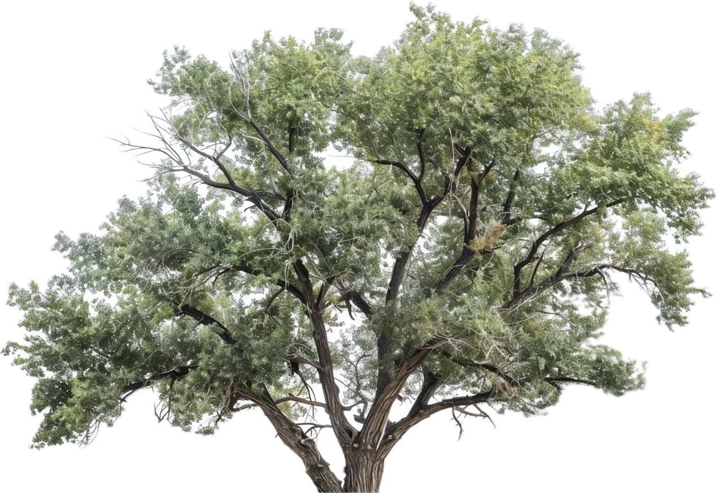 Lush green tree with wide canopy. png