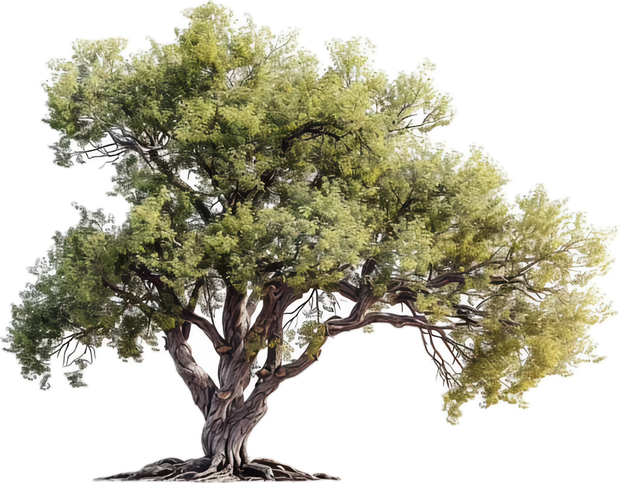 Mature tree with sprawling branches. png