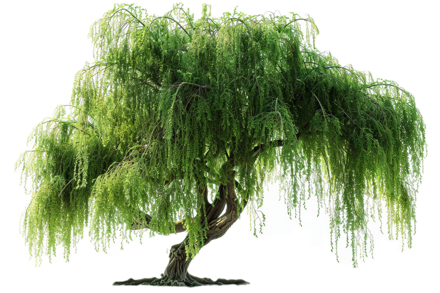 Majestic weeping willow with drooping foliage. png