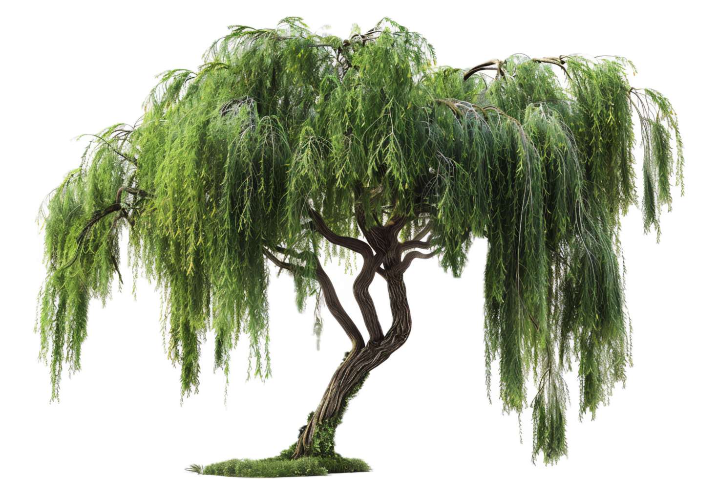Elegant weeping willow tree with twisted trunk. png