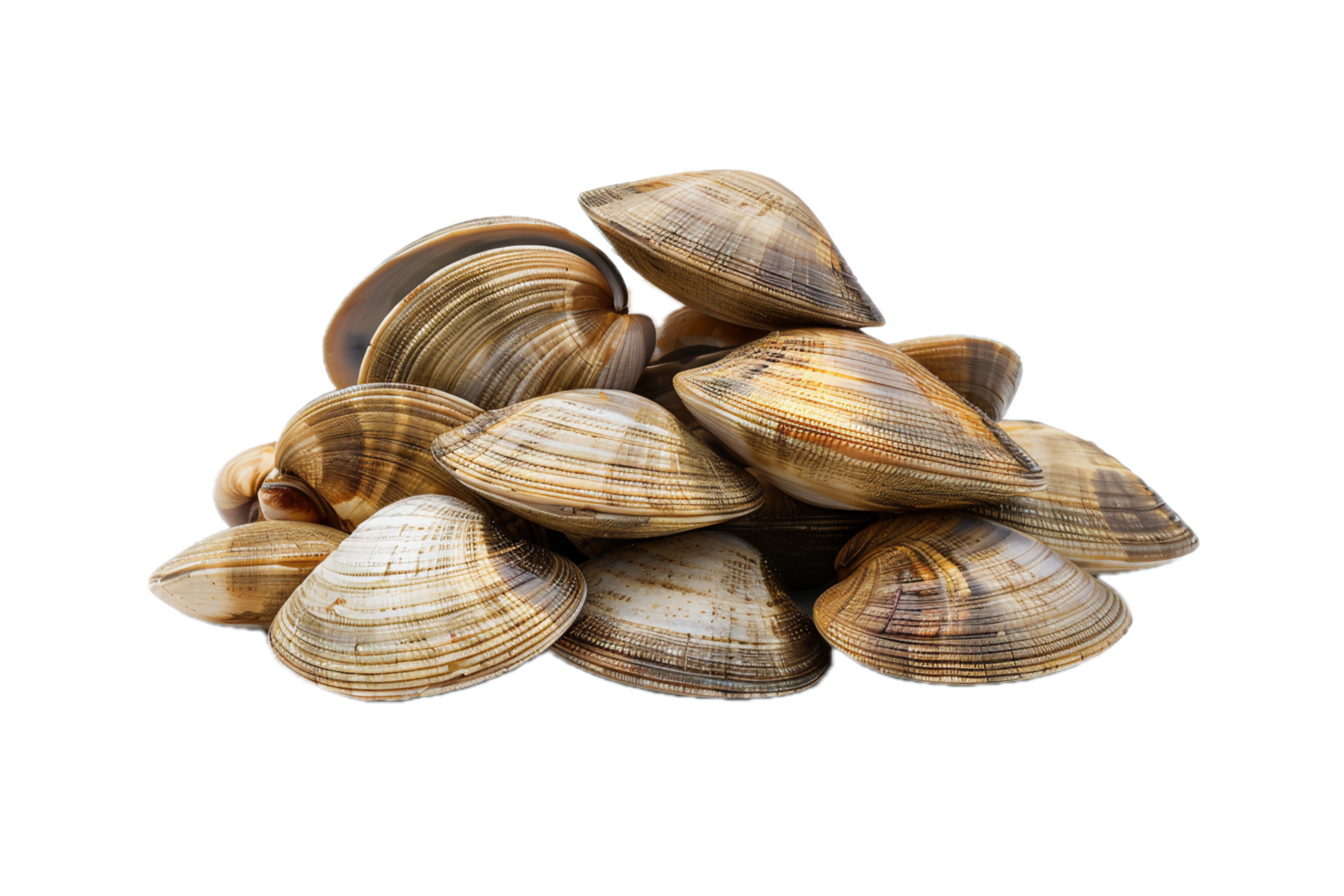 Seafood Clams in Shells for Culinary Use. png