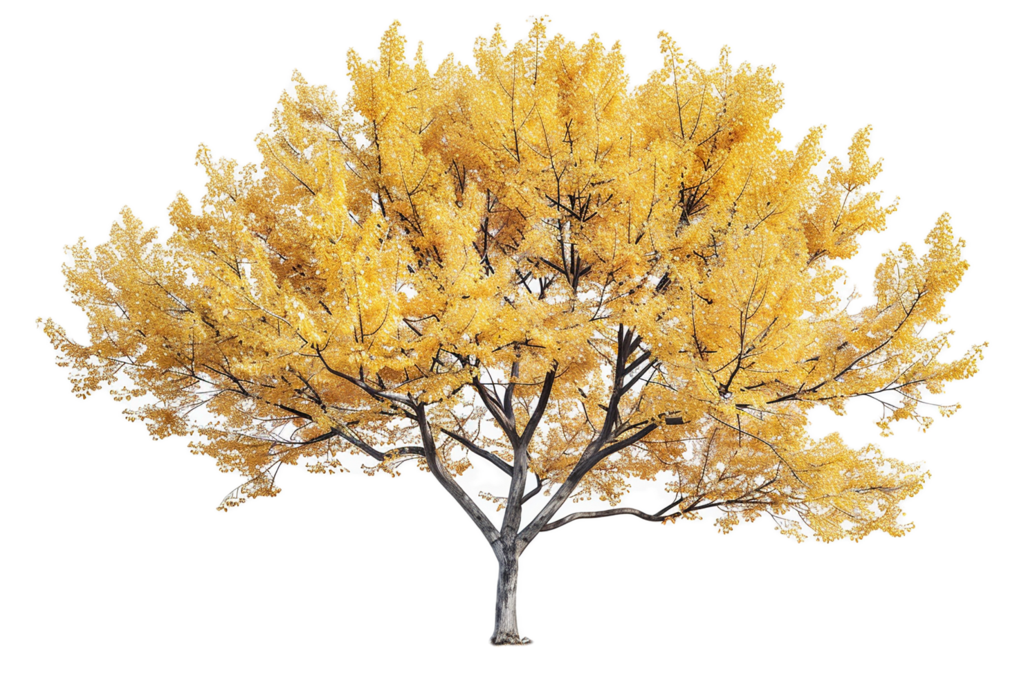 Ginkgo tree in full autumn foliage. png