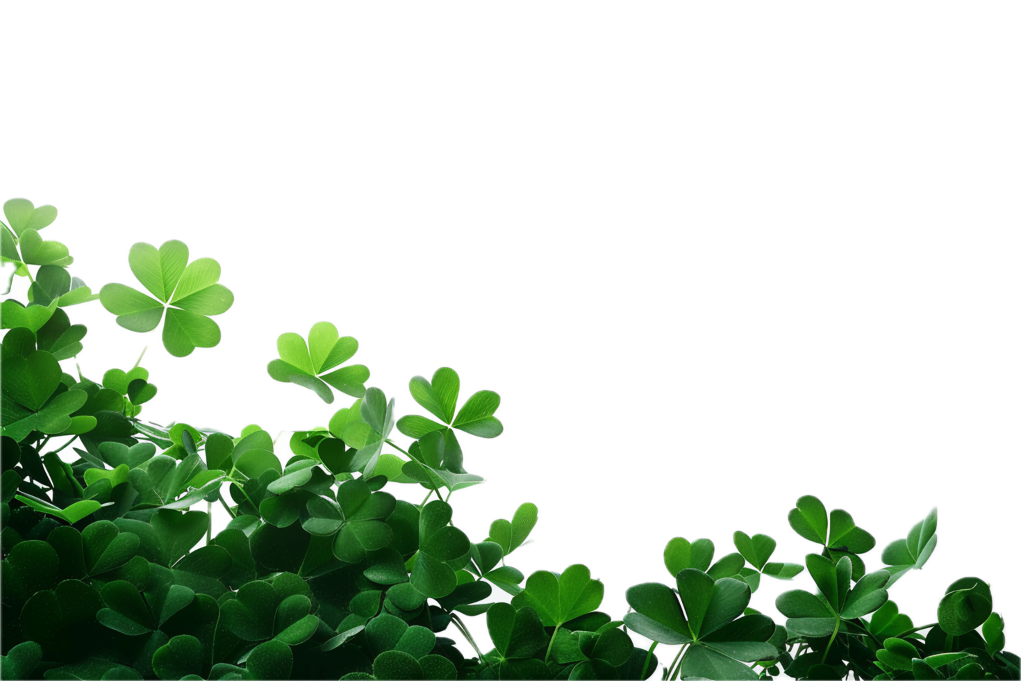 Close-up of clover leaves in fresh greenery. png
