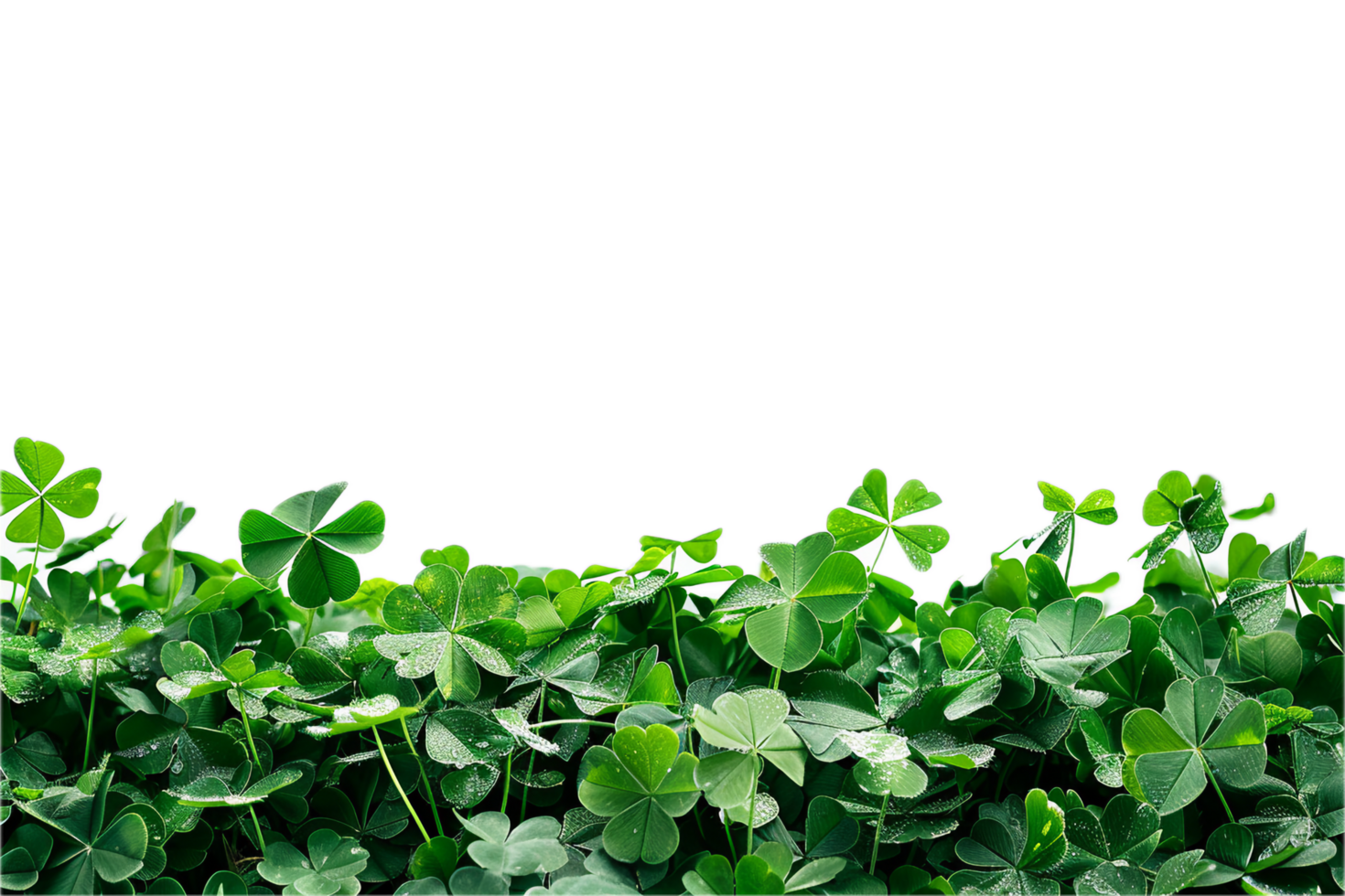 Vibrant clover patch with dewy leaves. png