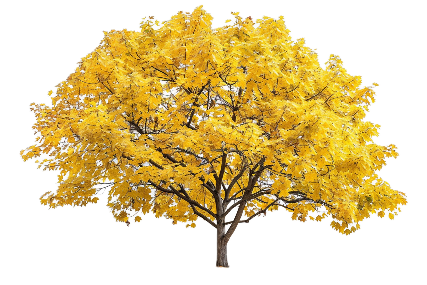 Golden-leaved tree showcasing fall colors. png