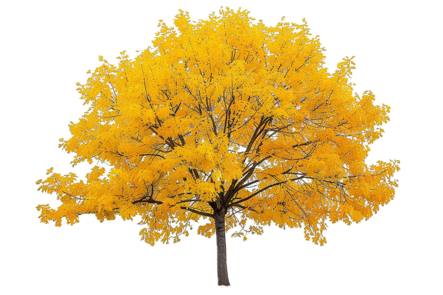 Lush fall tree with vibrant yellow leaves. png