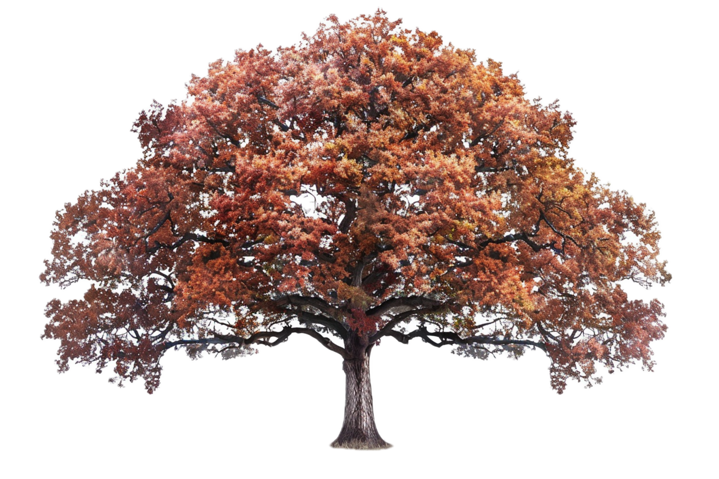 Majestic old tree displaying fall foliage. png