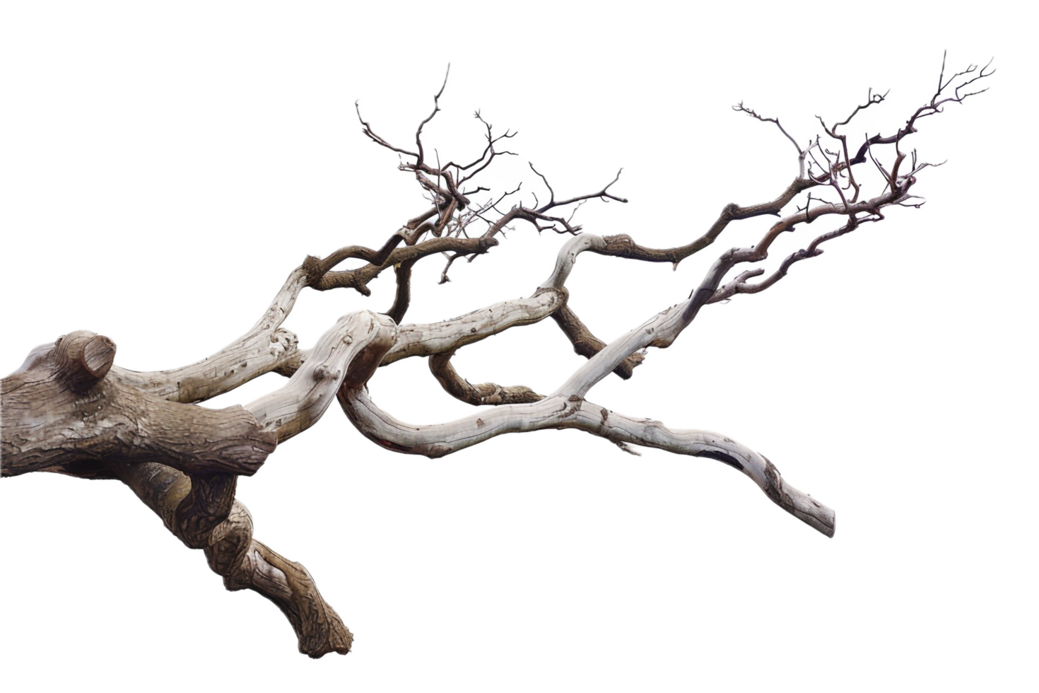 Twisted bare tree branch with weathered texture. png