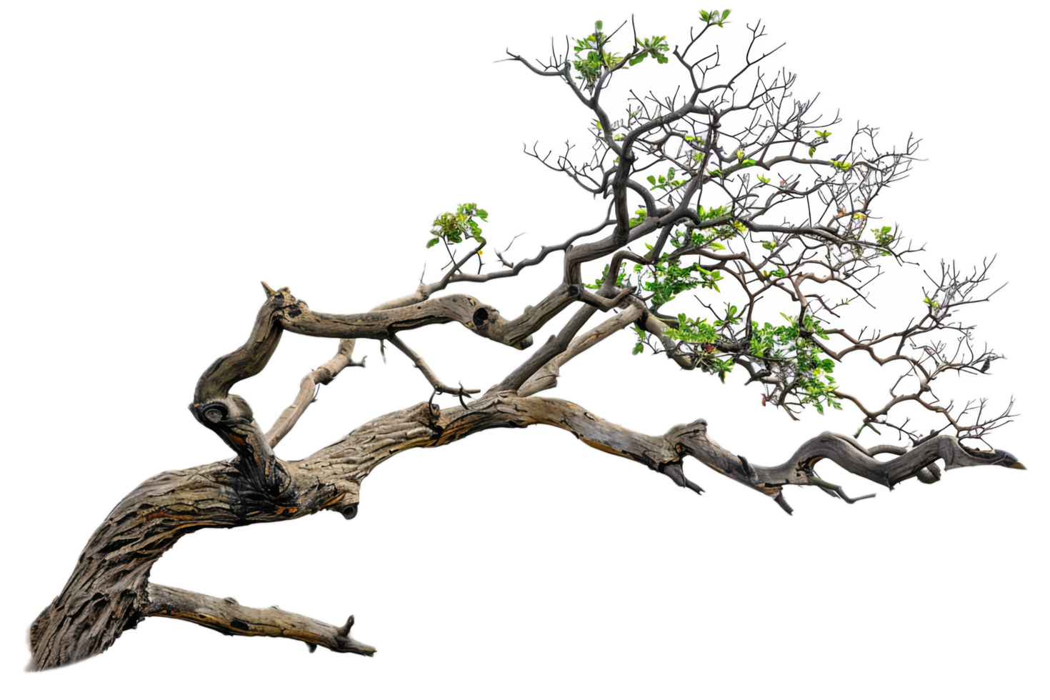 Old weathered tree limb with twisted branches. png