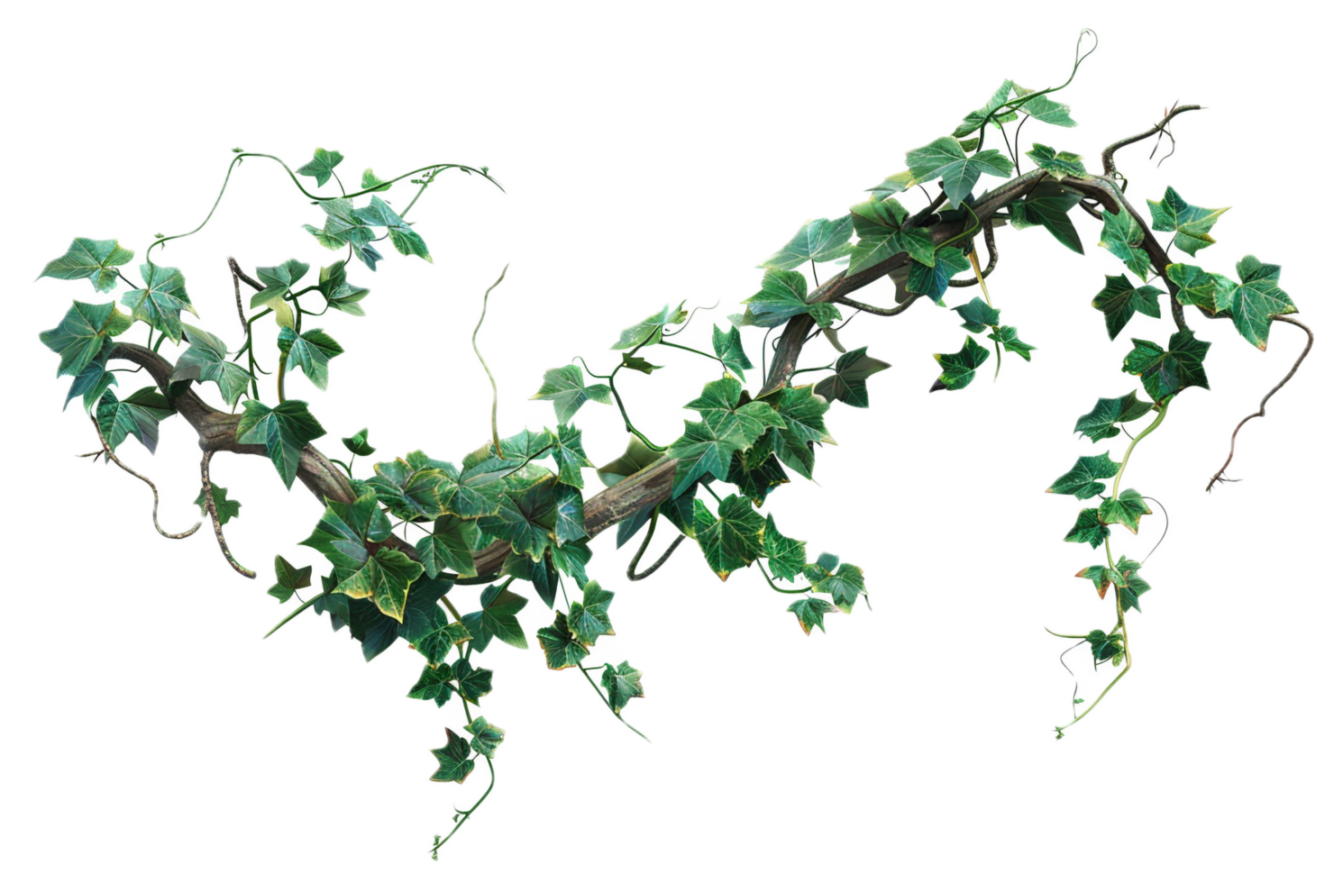 Climbing ivy plant with vibrant green foliage. png