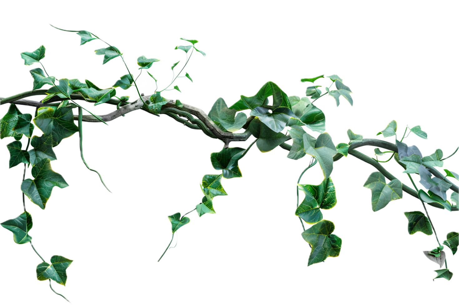Green Ivy Vine Plant with Lush Leaves. png
