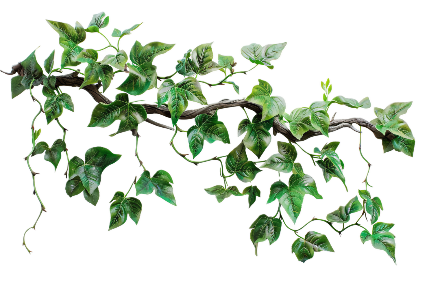 Climbing Ivy Vine Branch with Green Foliage. png