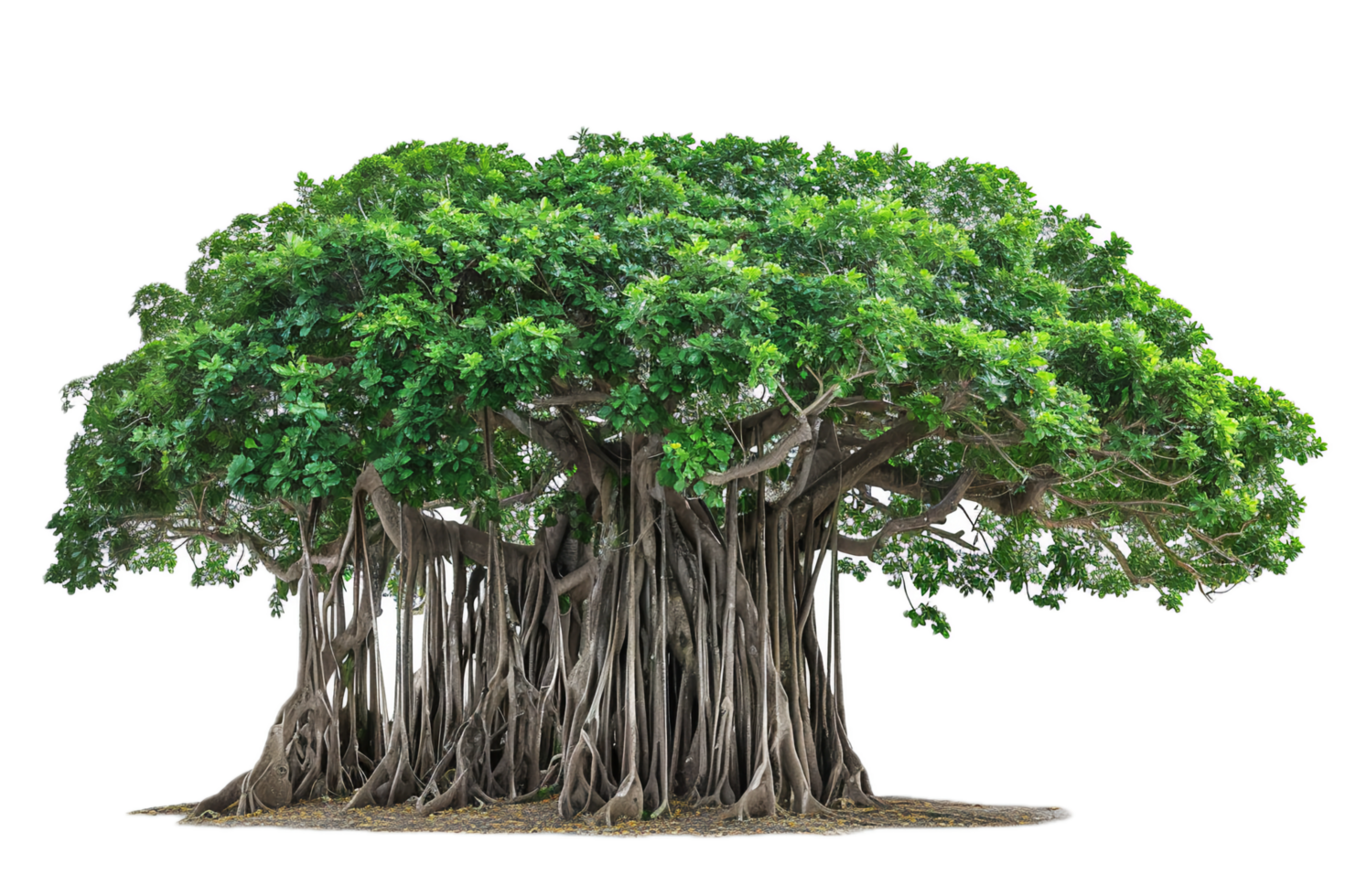 Majestic Banyan Tree with Hanging Aerial Roots. png