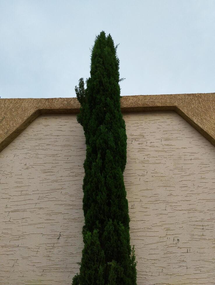 a tall tree growing on the side of a building photo