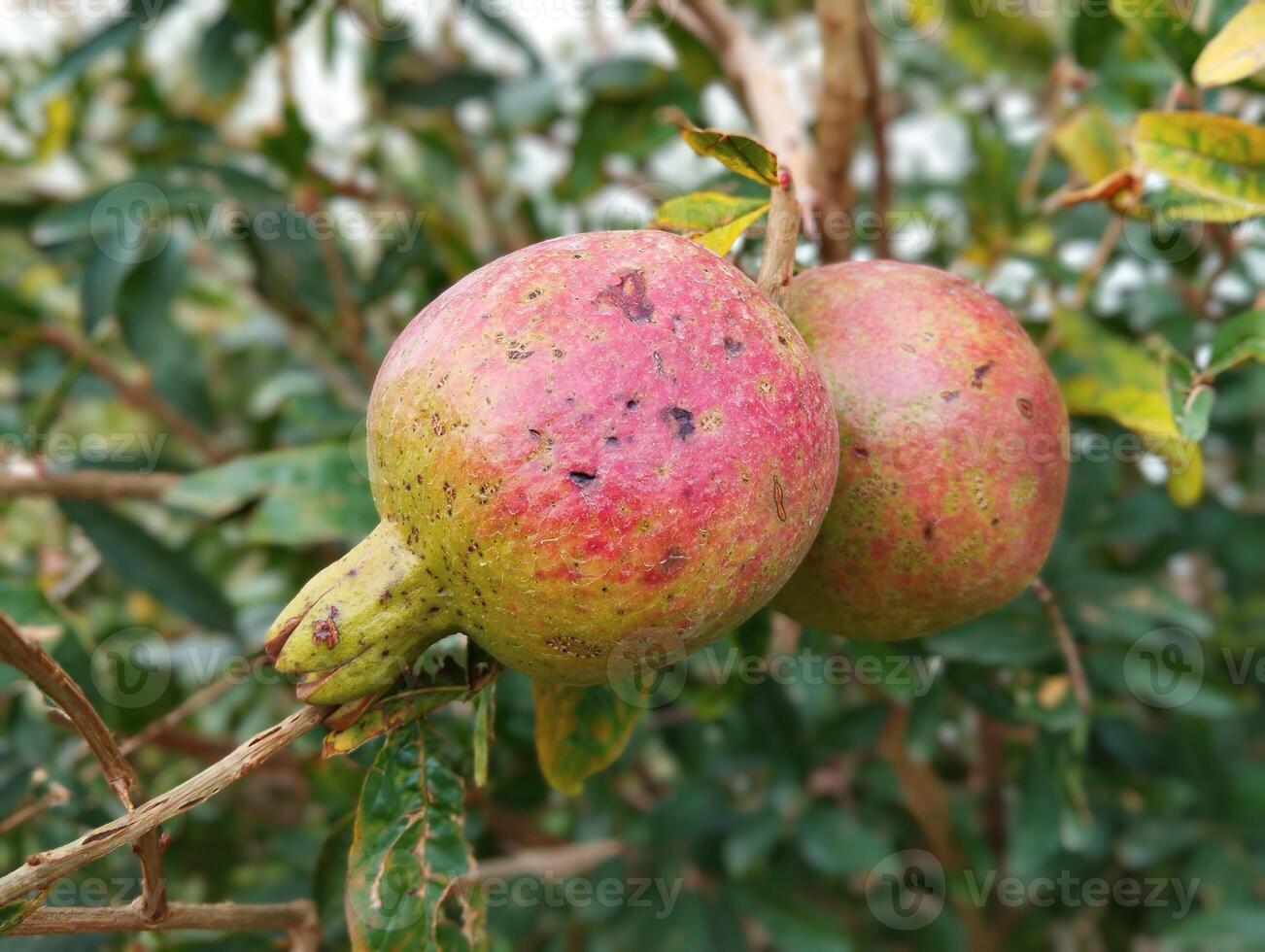 two pomegranates are hanging on a tree photo