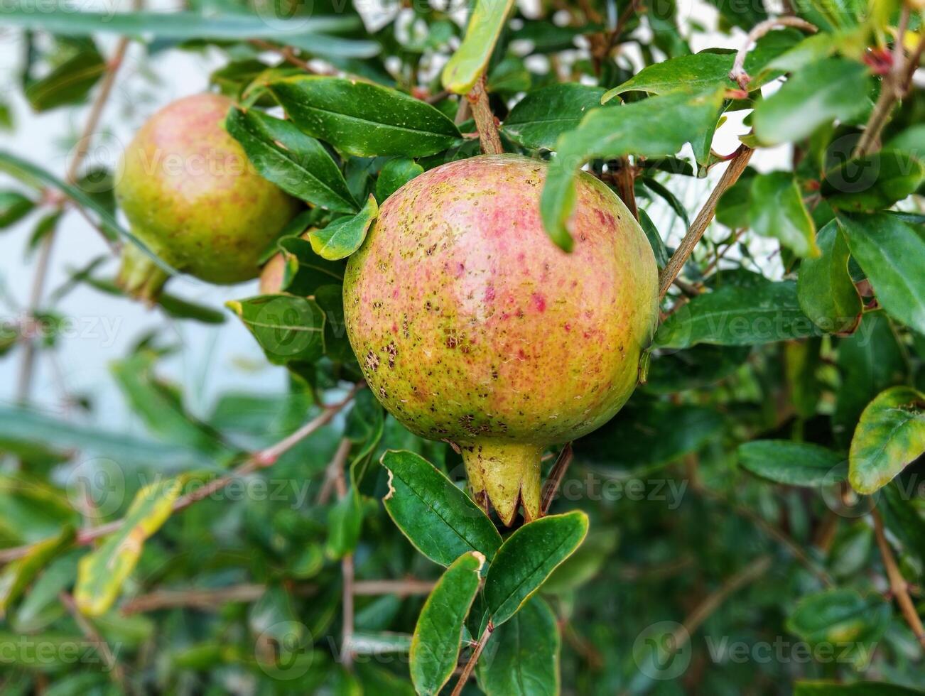 pomegranate fruit on the tree photo