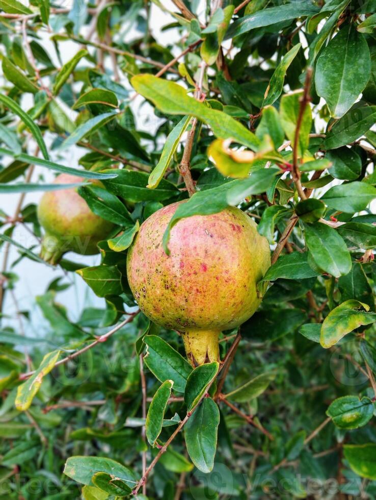Pomegranate on the tree photo