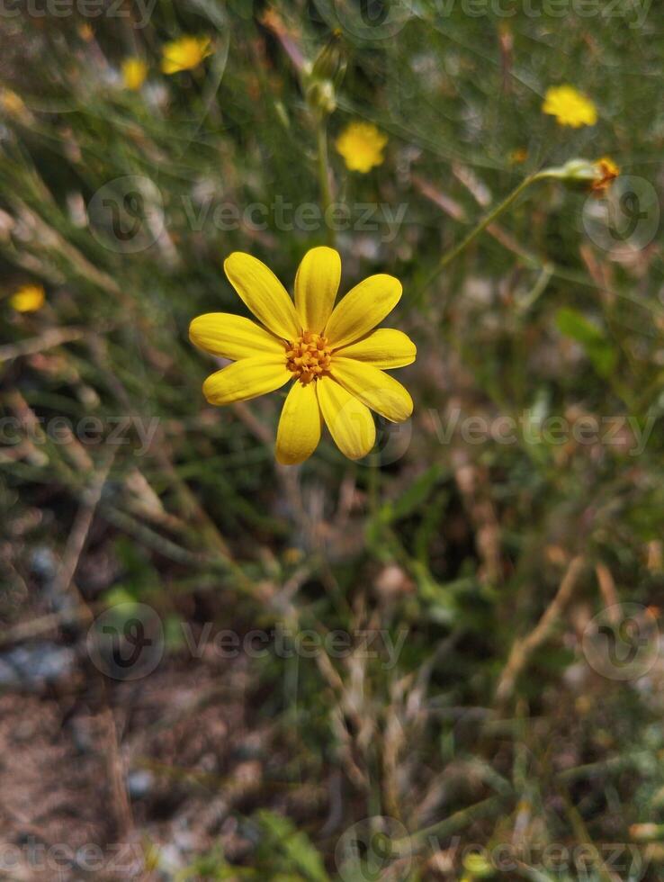 a yellow flower is in the middle of a field photo