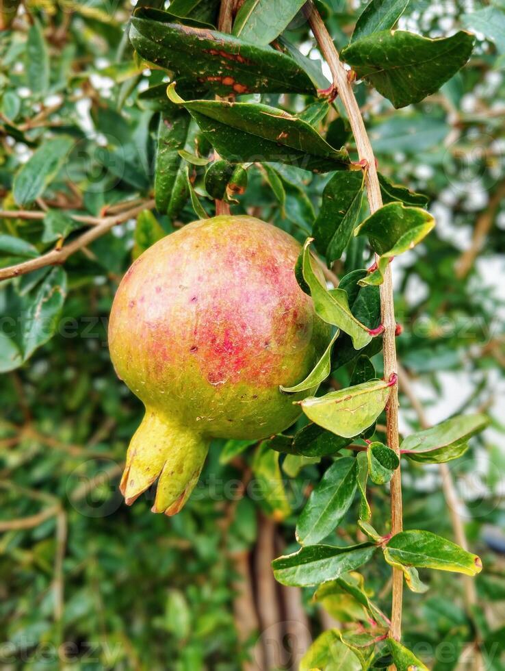 a pomegranate hanging on a tree photo