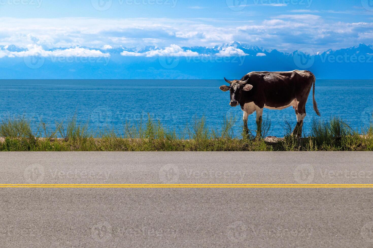 black cow with white belly walking along the road in front of lake with mountain range on the horizon photo