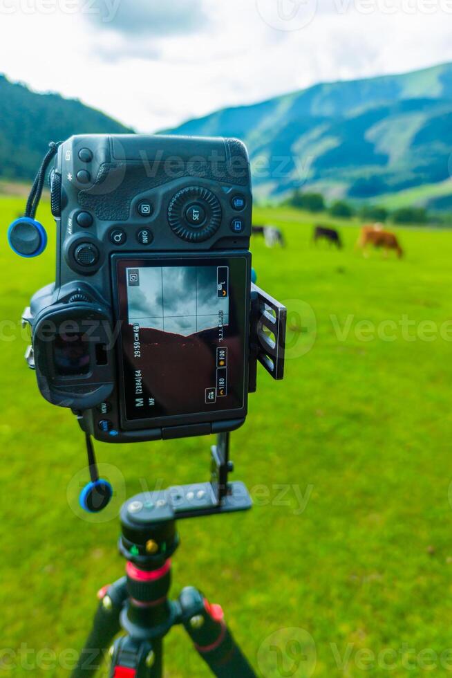 professional camera on a tripod shooting grazing cows vertically photo