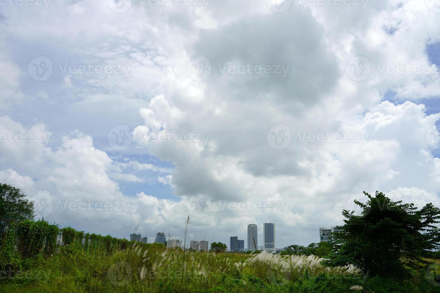 Clear Sky with Kash Phul or Kans grass flower Saccharum Spontaneum with City Landscape at Kolkata Rajarhat photo