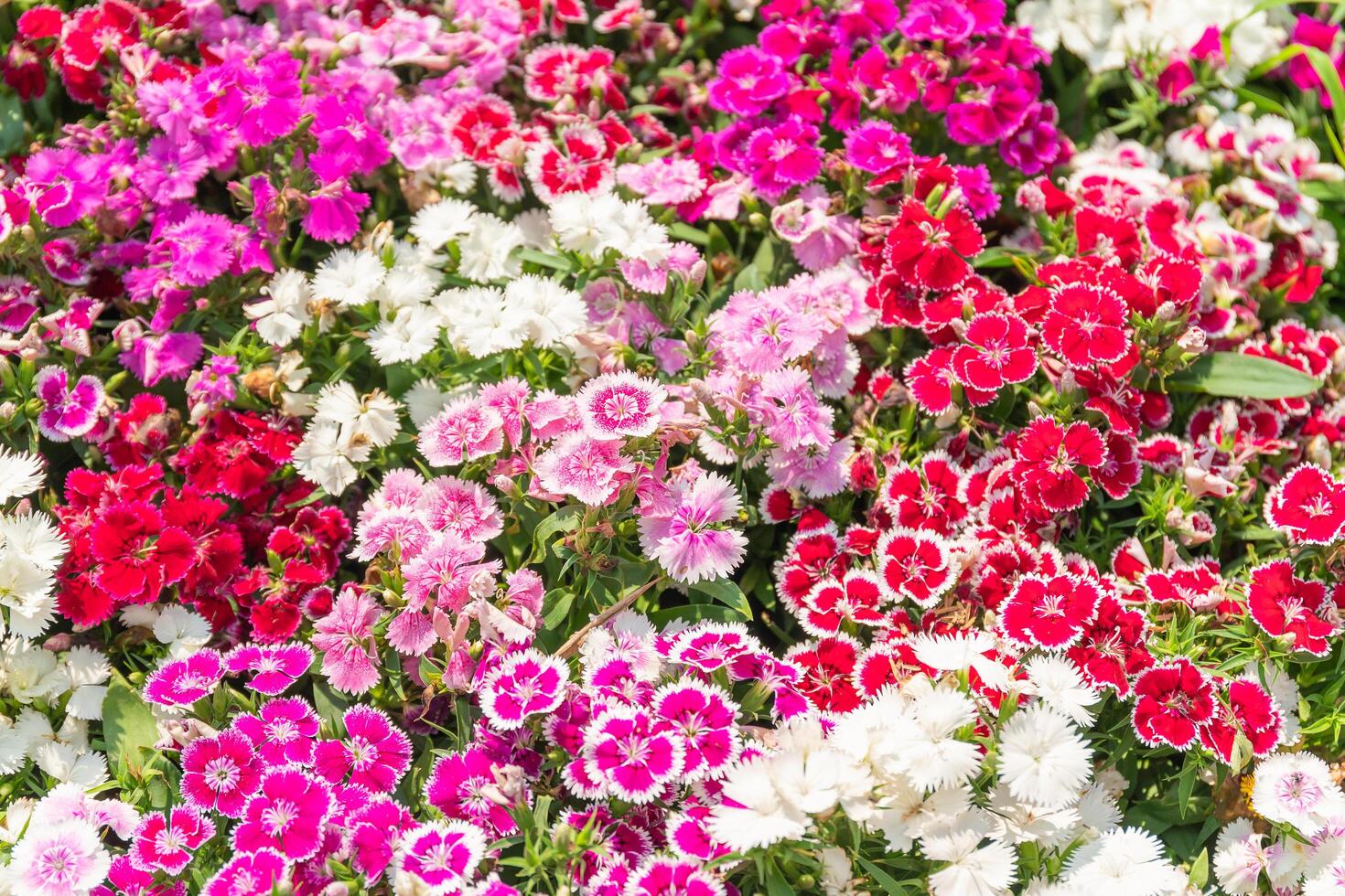 Dianthus flower or Sweet William flowers photo
