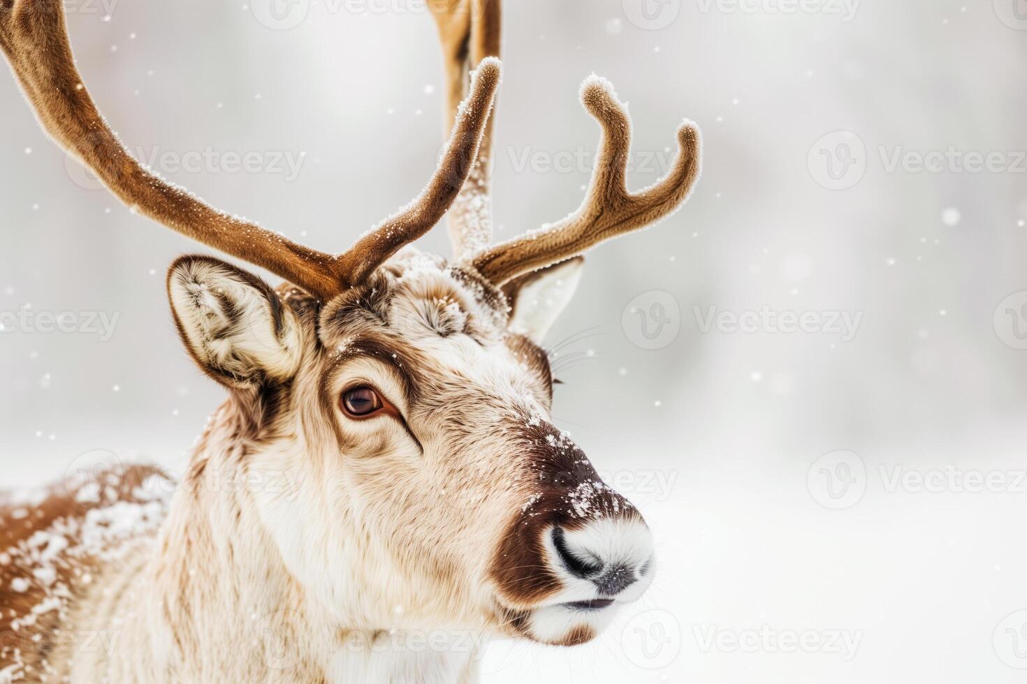 Christmas Reindeer in real nature with ice cold polar environment photo
